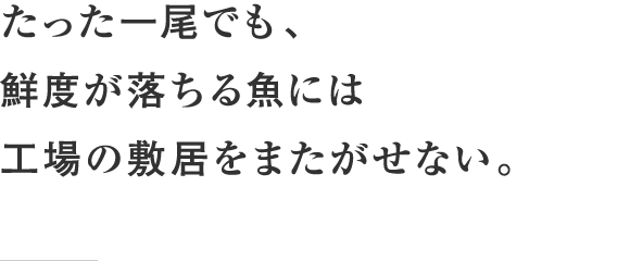 たった一尾でも、鮮度が落ちる魚には工場の敷居をまたがせない。